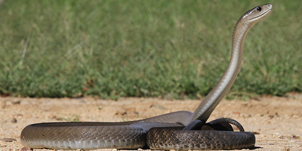 Africa’s most feared snake can help to sniff out pollution