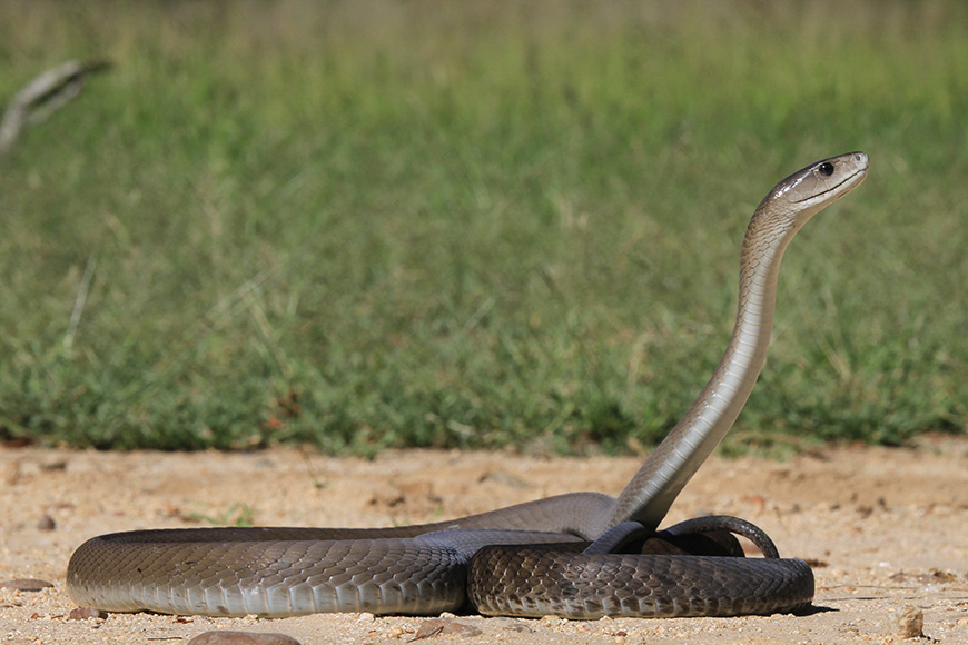 The Black Mamba, Africa’s most feared snake, can help to sniff out pollution.