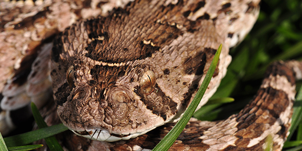 Puff adders play an important role in conservation and as a rodent control solution