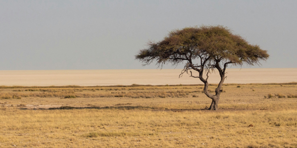 New research maps optimal locations for climate-fighting reforestation