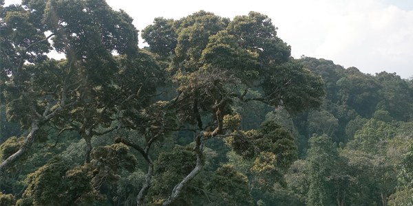 Sub-Saharan Africa has lost nearly a quarter of its biodiversity