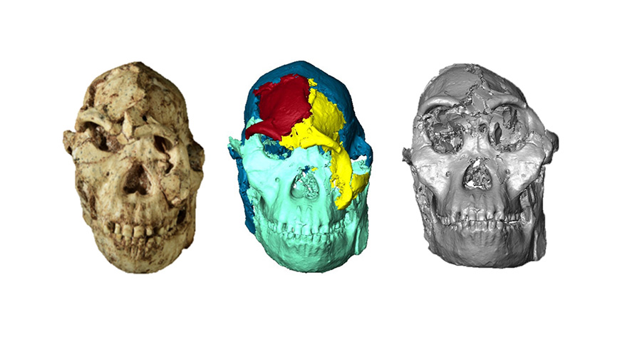 A digital reconstruction of Little Foot's face shows unexpected similarities with Ethiopian specimens, contributing to debates on early hominin relationships.