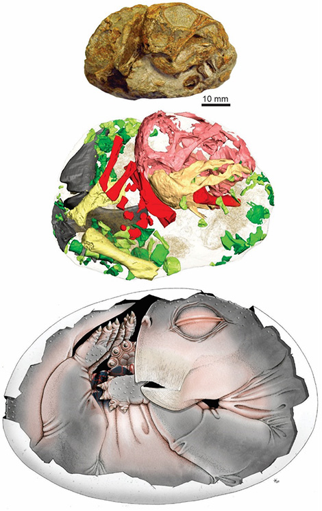 First-Ever Egg of a Mammal Ancestor Discovered