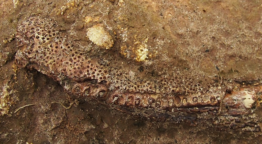 Tanyka lower jaw fossil still in the rock as it was found. Credit: Roger Smith