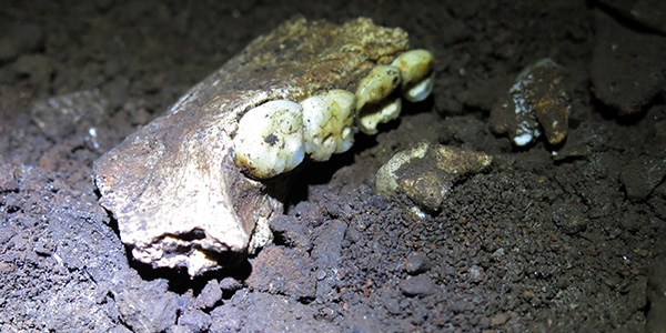 Protein analysis of Homo naledi fossils finds zero male markers