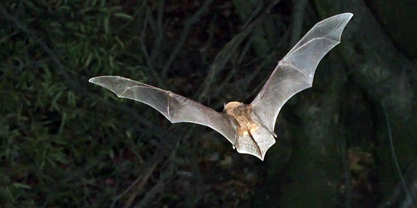 Here's how Africa&rsquo;s bats could survive climate change