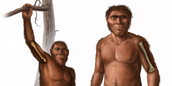 Little Foot study points to major shift in how human ancestors moved