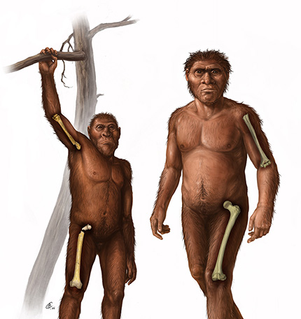 In the foreground (right) is a depiction of an early Homo human ancestor characterized by relatively greater bone strength of the femur in the thigh compared to the humerus in the arm. In the background (left) is a depiction of an older human ancestor, Australopithecus, characterized by more equivalent strength in the bones of the arm and thigh.