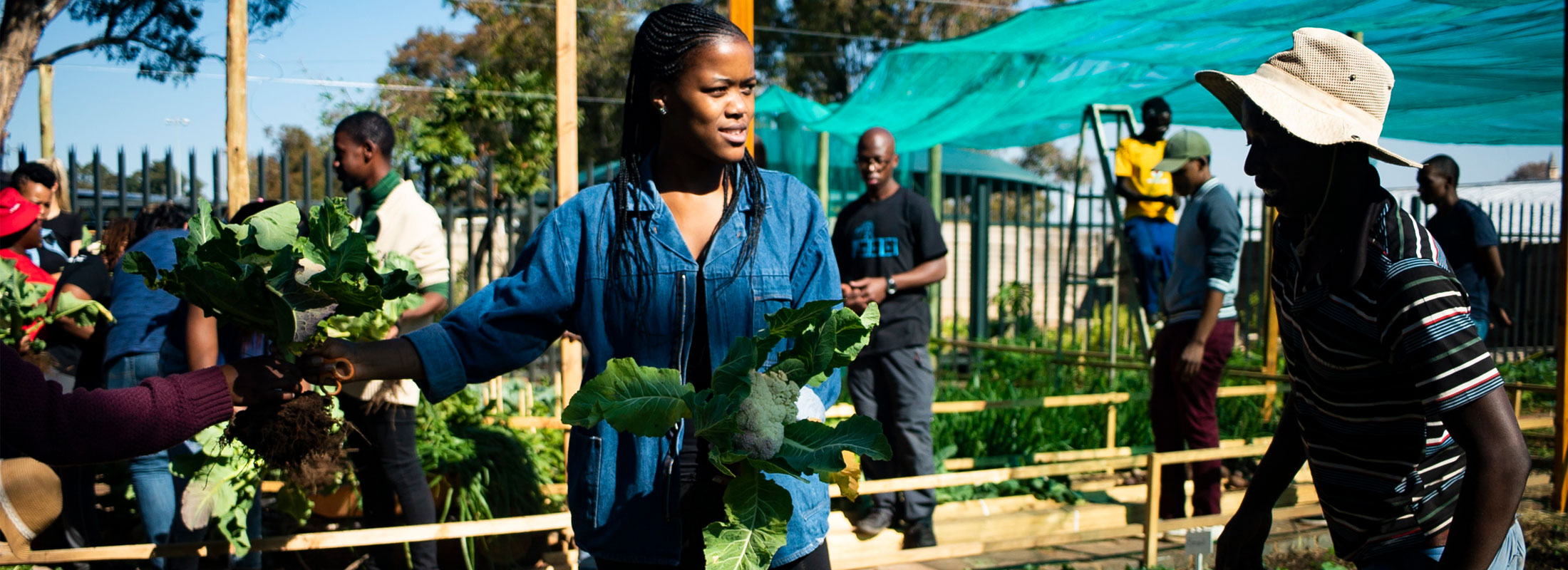 Food gardens