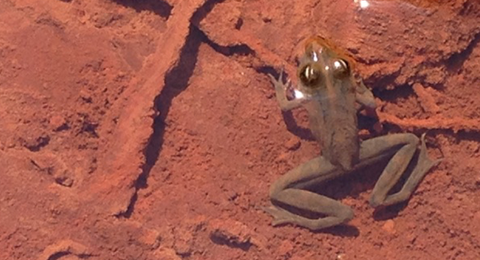 Frog