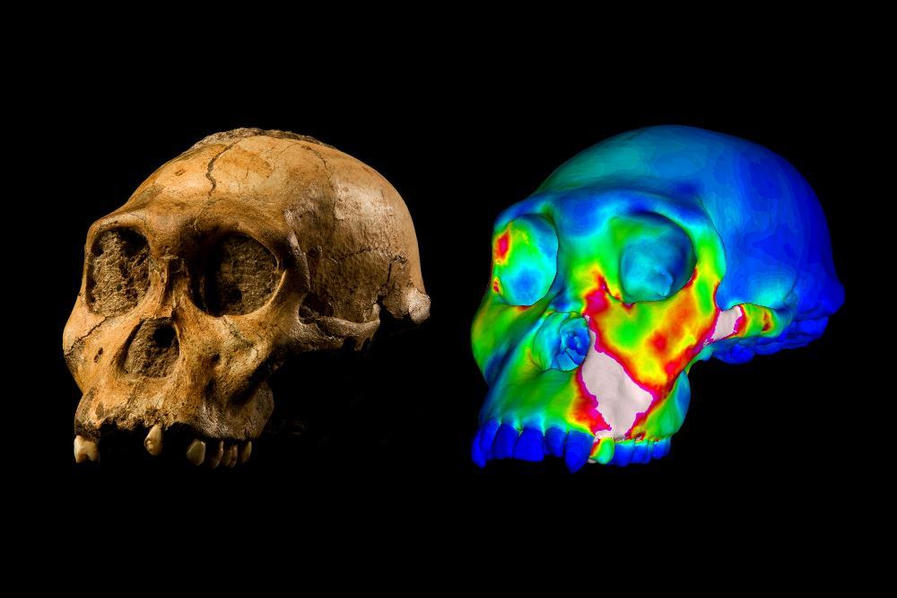 The fossilized skull of Australopithecus sediba specimen MH1 and a finite element model of its cranium depicting strains experienced during a simulated bite on its premolars. “Warm” colors indicate regions of high strain, while “cool” colors indicate regions of low strain. Image of MH1 by Brett Eloff. 