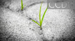 Grass growing through rocks