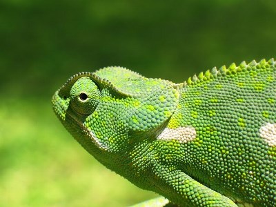 Khamai Reptiles Khamai Reptiles