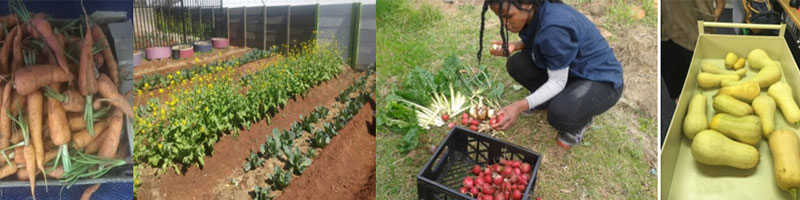 Wits Food Garden