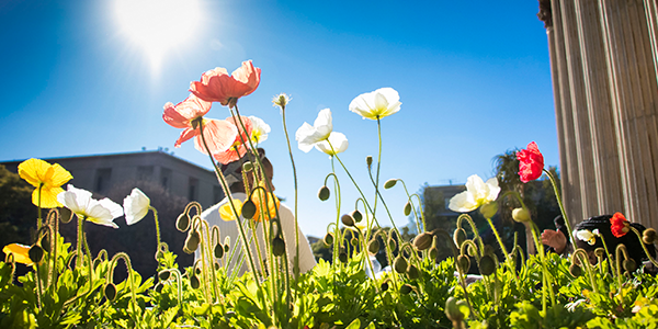 Students with poppie flowers in the foreground