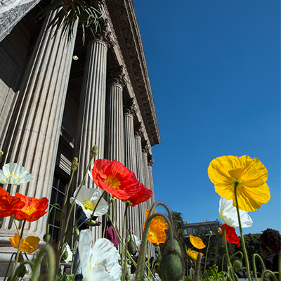 Poppies growing next to the Wits Great Hall © Shivan Parusnath