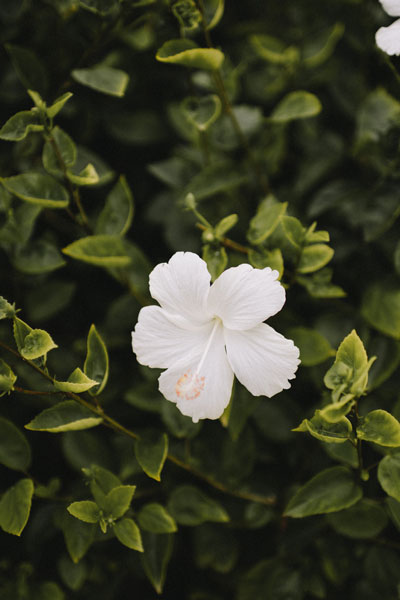 Honeysuckle bloom photo Kelly Sikkema on Unsplash